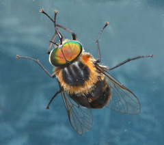 Scaptia auriflua