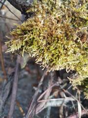 Climacium dendroides