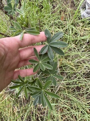 Lupinus albifrons