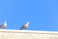 Larus argentatus