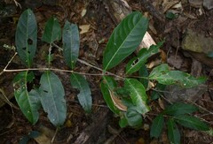 Salacia disepala