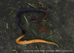 Atractus crassicaudatus