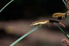 Anolis pulchellus