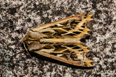 Ichneutica oliveri