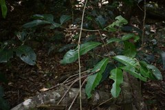 Salacia disepala