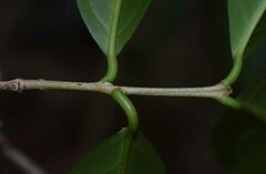 Salacia disepala