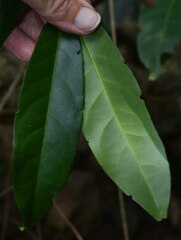 Salacia disepala