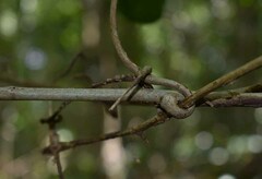 Salacia disepala