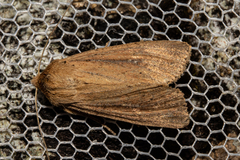 Ichneutica sapiens
