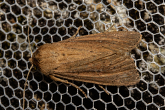 Ichneutica sapiens