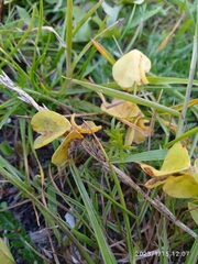 Puccinia oxalidis