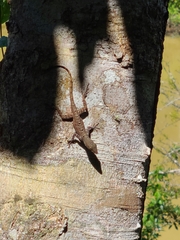 Anolis stratulus