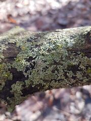 Parmeliopsis ambigua