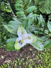 Freycinetia excelsa