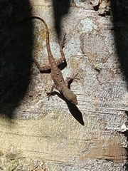Anolis stratulus
