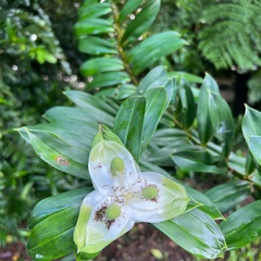 Freycinetia excelsa