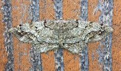 Hypagyrtis piniata
