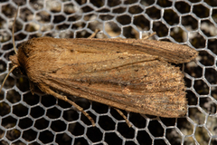 Ichneutica sapiens