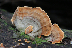 Stereum ostrea