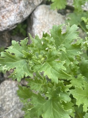Perityle emoryi