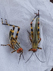 Zoniopoda tarsata