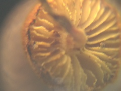 Pleuroflammula tuberculosa