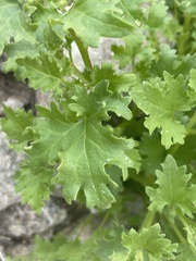 Perityle emoryi