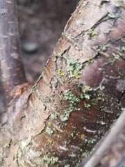 Parmeliopsis ambigua