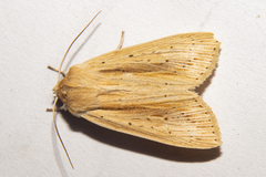 Ichneutica semivittata
