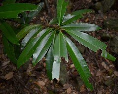 Calophyllum australianum