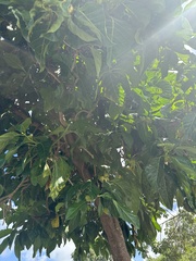 Morinda citrifolia
