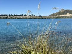 Austroderia richardii