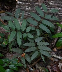 Cupaniopsis flagelliformis