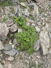 Perityle emoryi