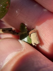 Attelabinae