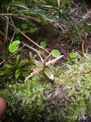 Elaeocarpus hookerianus