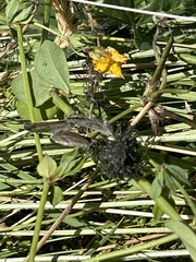 Zizina oxleyi