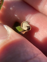 Attelabinae