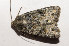 Ichneutica virescens