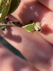 Attelabinae