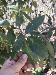 Quercus laurina