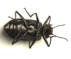 Cyphaleus metallescens