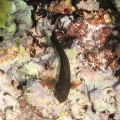 Ophioblennius macclurei