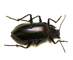 Cyphaleus metallescens