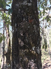 Quercus laurina