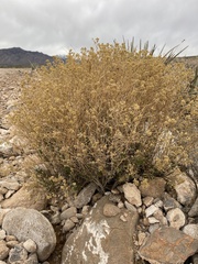 Gutierrezia microcephala