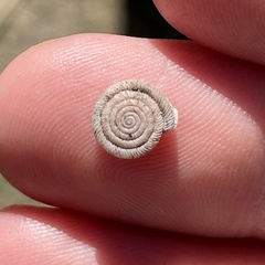 Polygyra