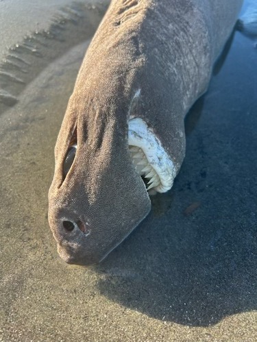 Black shark (Dalatias licha) — Dalatiidae — 5