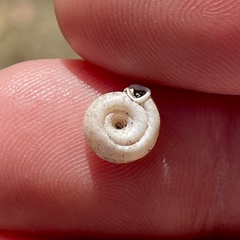 Polygyra