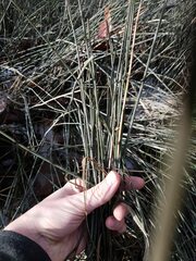 Equisetum variegatum